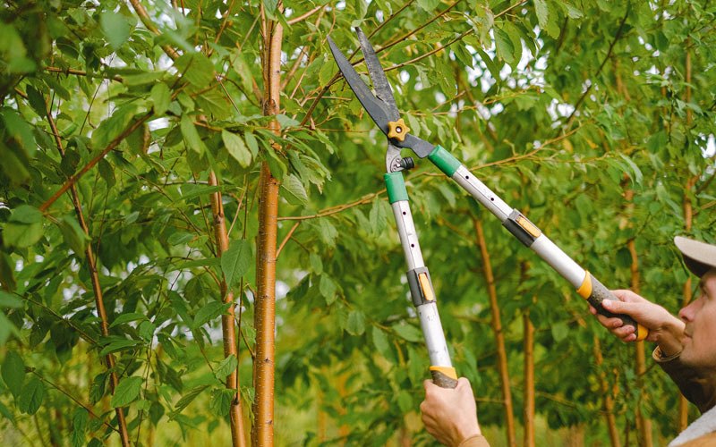Tree trimming in Manlius, NY